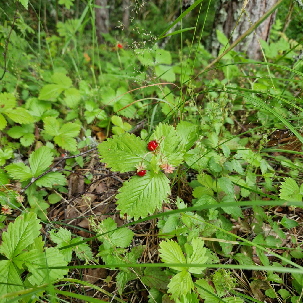 20220724_174055 (1) 1